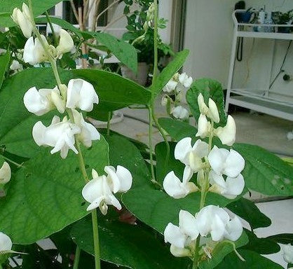 Dolichos lablab 'White'