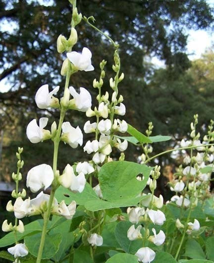 Dolichos lablab 'White'