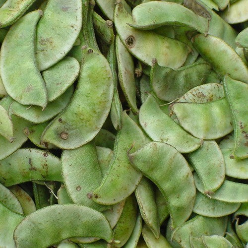 Dolichos lablab 'White'