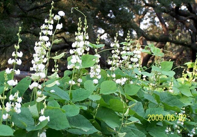 Dolichos lablab 'White'