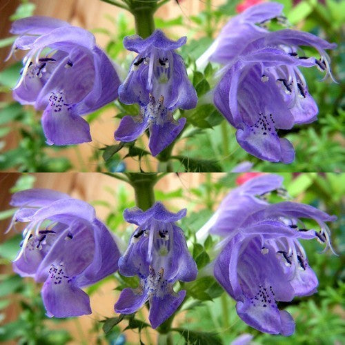 Dracocephalum moldavicum 'Blue Dragon'