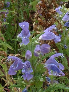 Dracocephalum moldavicum 'Blue Dragon'