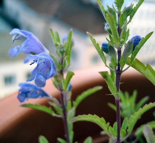 Dracocephalum moldavicum 'Blue Dragon'