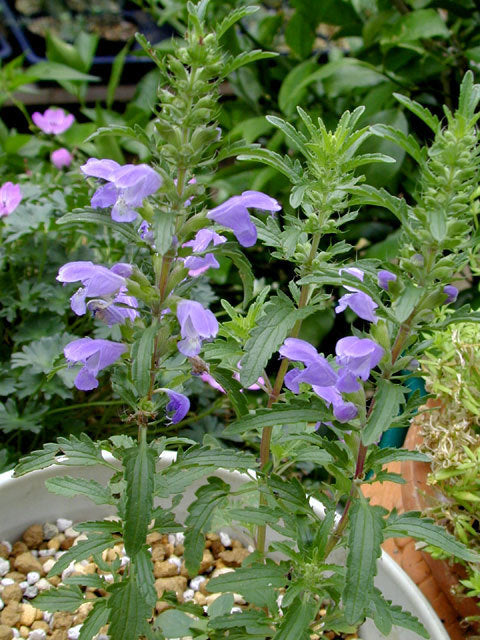 Dracocephalum moldavicum 'Blue Dragon'
