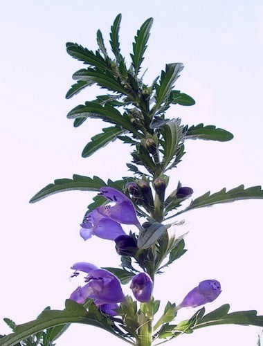 Dracocephalum moldavicum 'Blue Dragon'