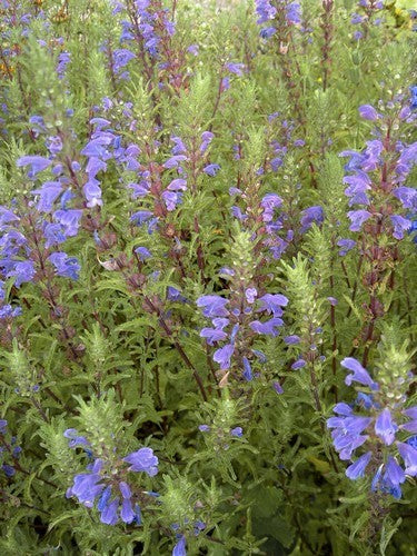 Dracocephalum moldavicum 'Blue Dragon'