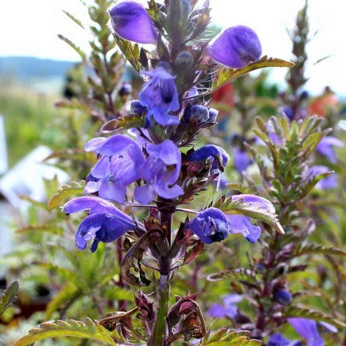 Dracocephalum moldavicum 'Blue Dragon'