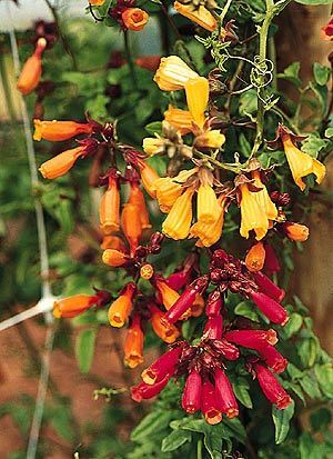 Eccremocarpus scaber 'Tresco Mixed'