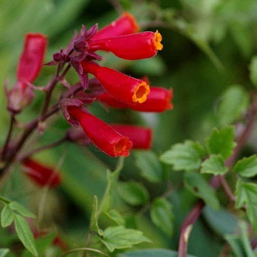 Eccremocarpus scaber 'Tresco Red'