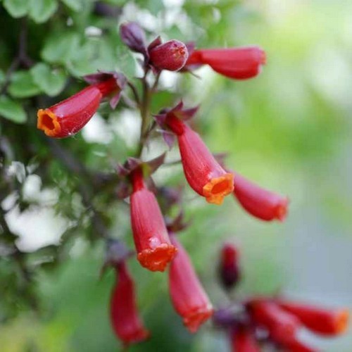 Eccremocarpus scaber 'Tresco Red'
