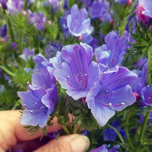 Echium plantagineum 'Blue Bedder'