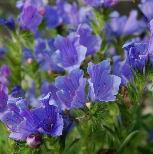 Echium plantagineum 'Blue Bedder'