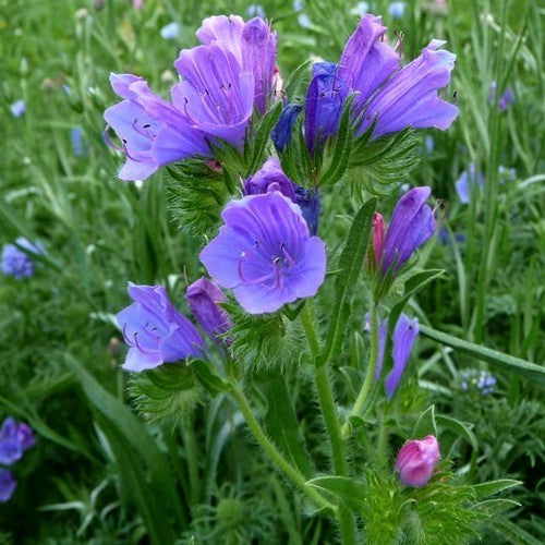 Echium plantagineum 'Blue Bedder'