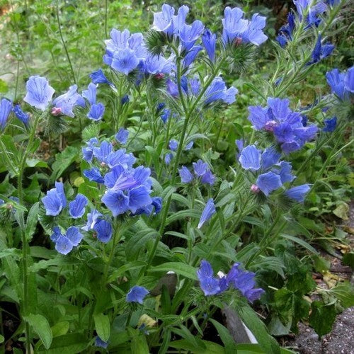 Echium plantagineum 'Blue Bedder'