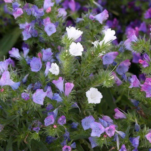 Echium plantagineum 'Dwarf Mixed'