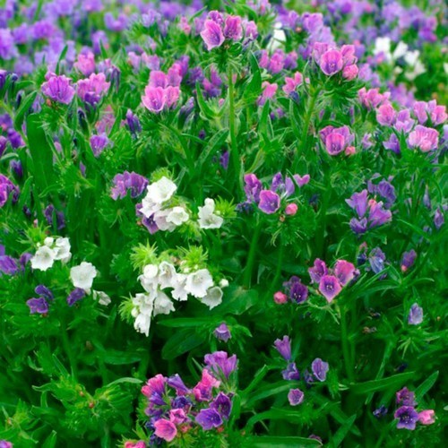 Echium plantagineum 'Dwarf Mixed'
