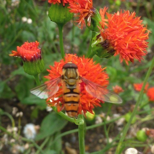 Emilia coccinea
