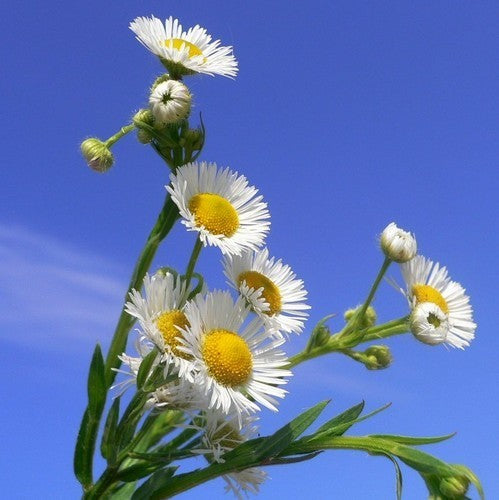Erigeron annuus