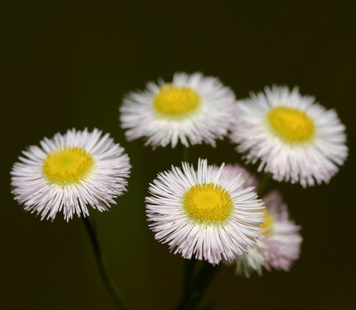 Erigeron annuus