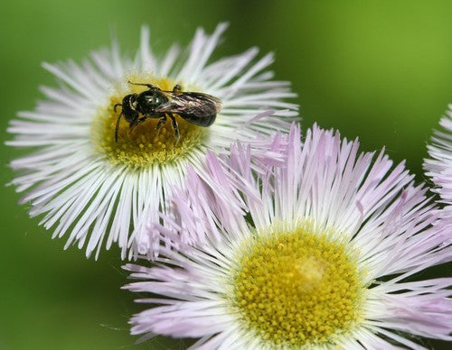 Erigeron annuus