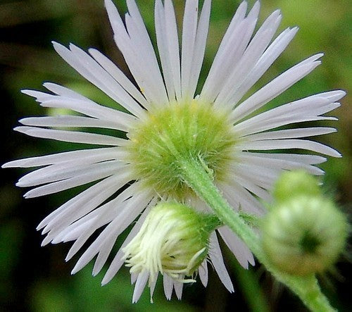 Erigeron annuus