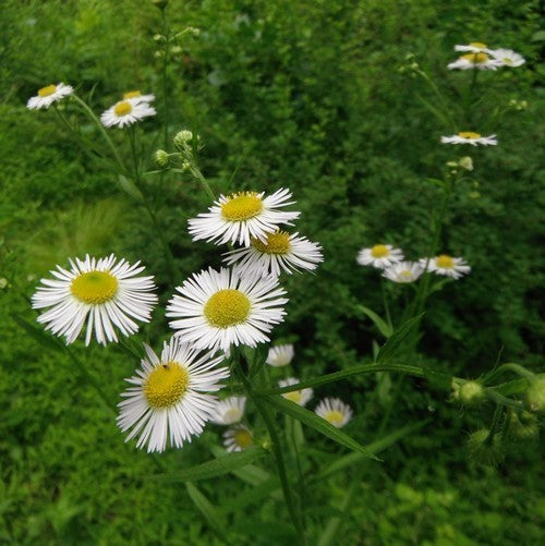 Erigeron annuus