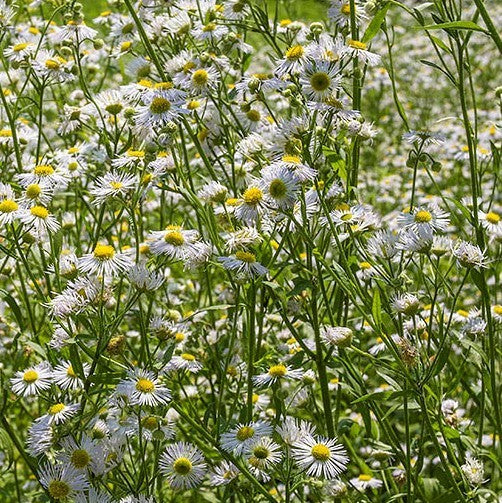 Erigeron annuus