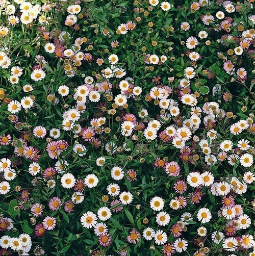 Erigeron karvinskianus 'Profusion'