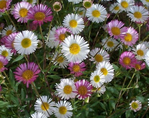 Erigeron karvinskianus 'Profusion'