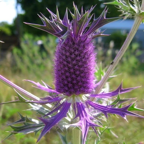 Eryngium leavenworthii