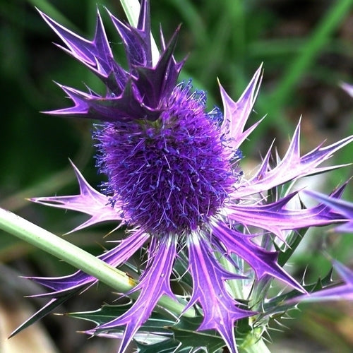 Eryngium leavenworthii