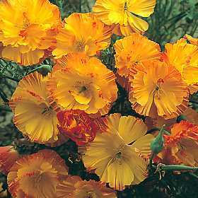 Eschscholzia californica 'Apricot Chiffon' / 'Strawberry Fie'