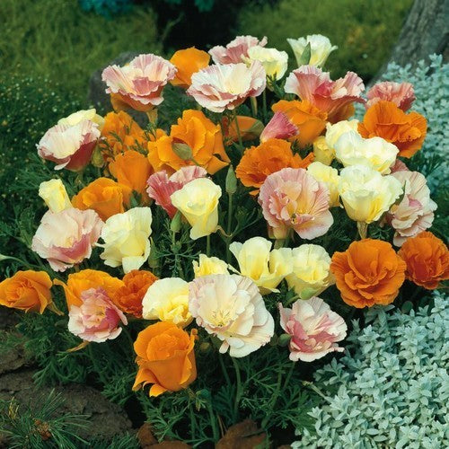 Eschscholzia californica 'Ballerina Improved' / 'Twister Mix'