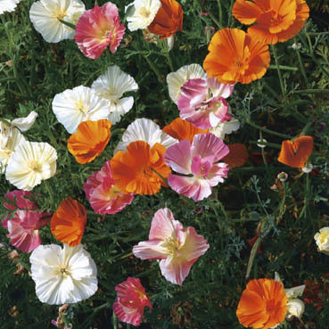 Eschscholzia californica 'Ballerina Improved' / 'Twister Mix'