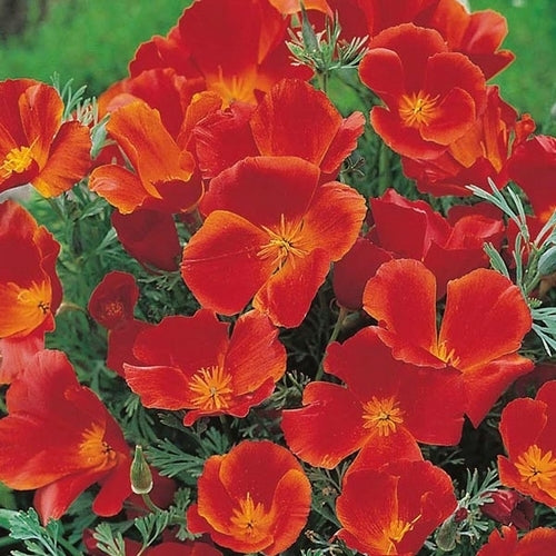 Eschscholzia californica 'Red Chief'