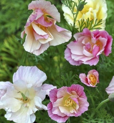 Eschscholzia californica 'Bridal Bouquet'