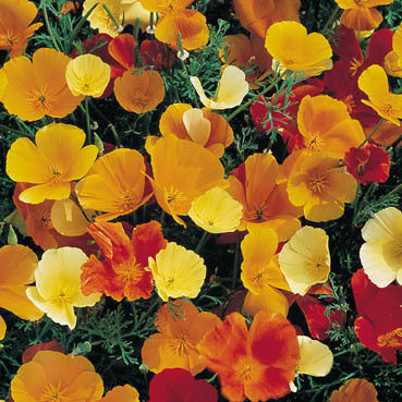 Eschscholzia californica 'Single Mixed'