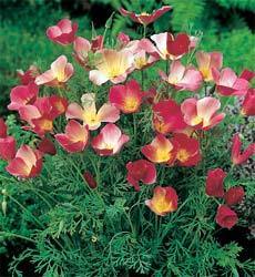 Eschscholzia californica 'Carmine King'