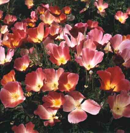 Eschscholzia californica 'Carmine King'