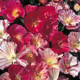 Eschscholzia californica 'Champagne & Roses' / 'Appleblossom'