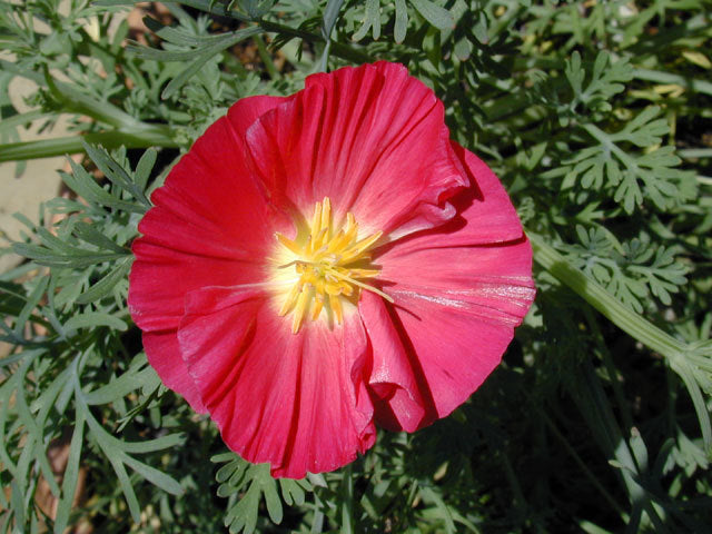 Eschscholzia californica 'Champagne & Roses' / 'Appleblossom'