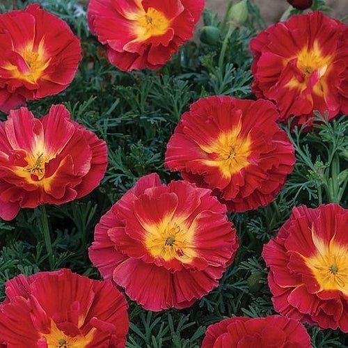 Eschscholzia californica 'Cherry Swirl' / 'Bush Fire'