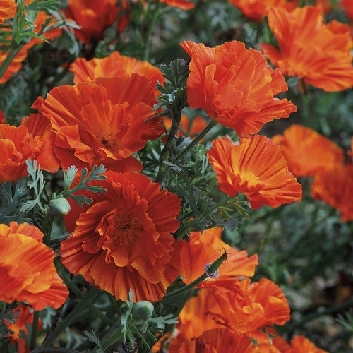Eschscholzia californica 'Copper Swirl'