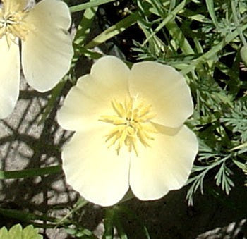 Eschscholzia californica 'Milky White' / 'Ivory Castle' / 'A'