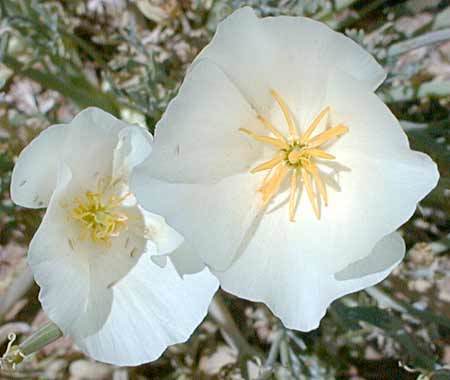 Eschscholzia californica 'Milky White' / 'Ivory Castle' / 'A'