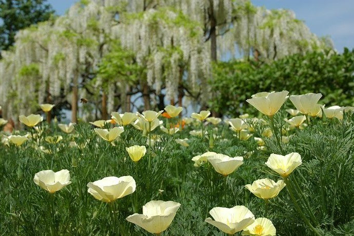 Eschscholzia californica 'Milky White' / 'Ivory Castle' / 'A'