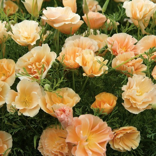 Eschscholzia californica 'Orange King'