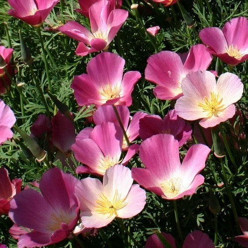 Eschscholzia californica 'Purple Gleam'