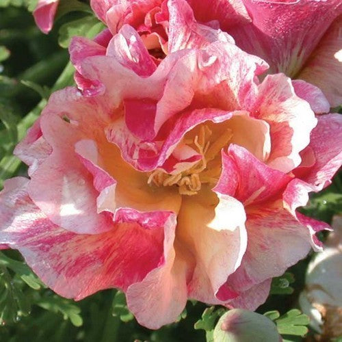 Eschscholzia californica 'Rosa Romantica'