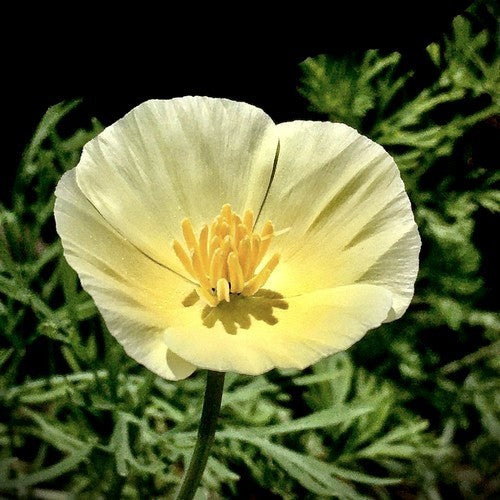 Eschscholzia californica 'Sundew'